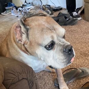 Meet your Posher, Titus